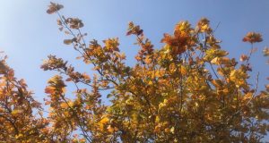 برگ‌های پاییزی