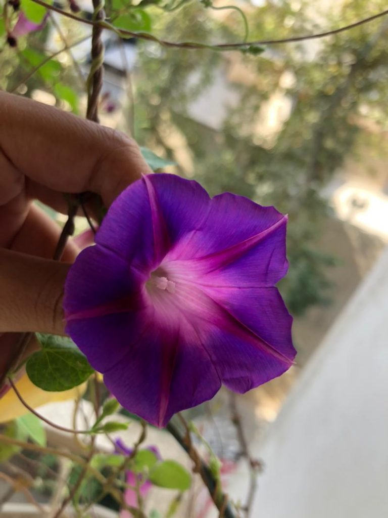 morning glory-گل نیلوفر پیچ