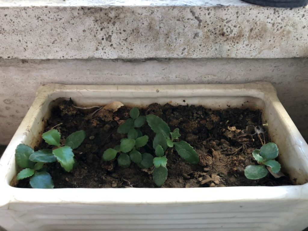 mother of millions- اشک تمساح