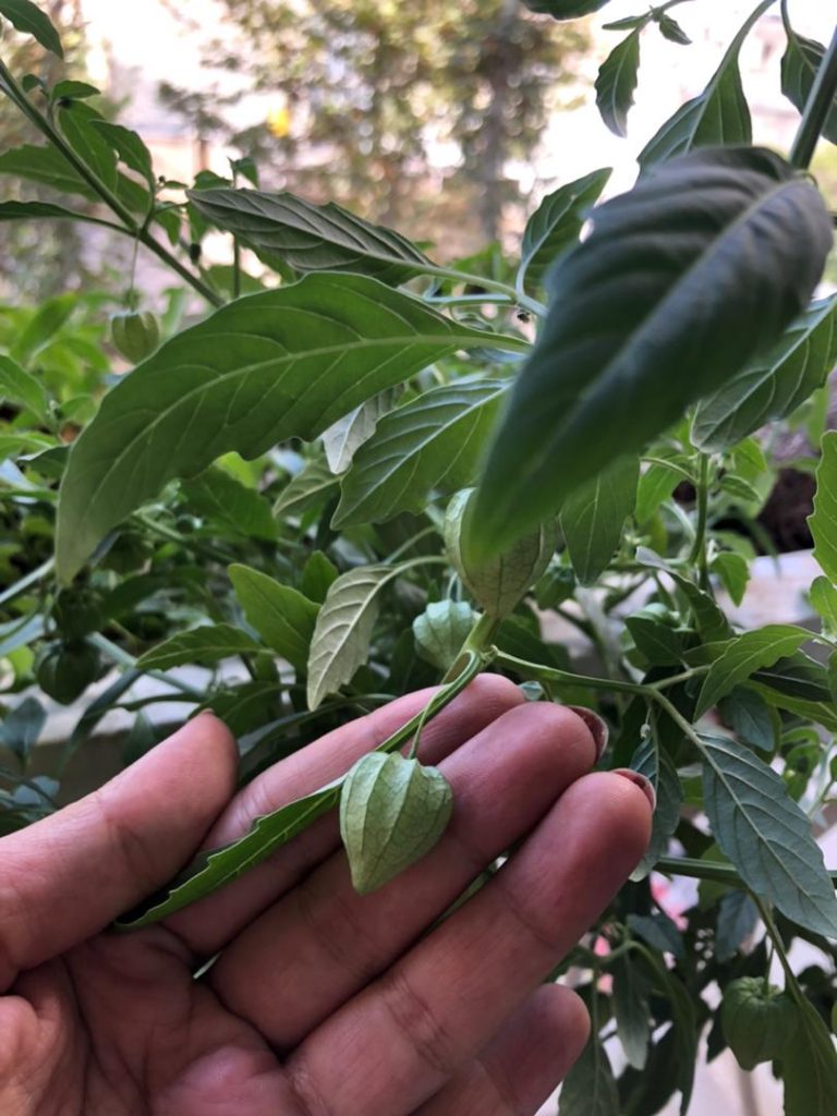 عروسک پشت پرده