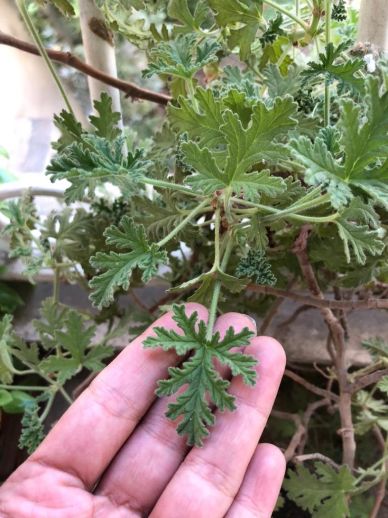 گیاه عطر چای