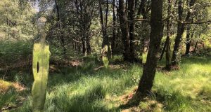 سفرنامه‌ اسکاتلند - پارک جنگلی ملکه الیزابت