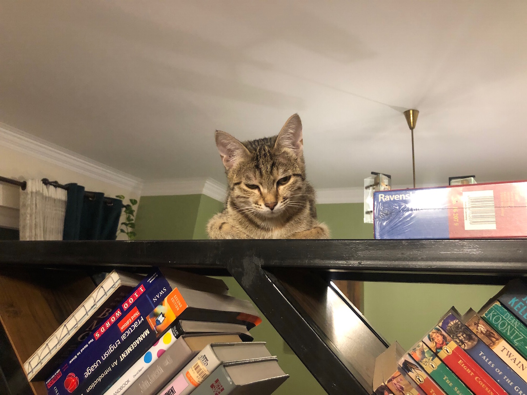 گربه روی کتابخانه- اهداف کتابخوانی سال ۲۰۲۲
