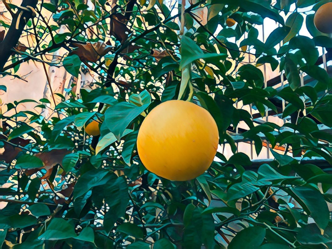 لیمو شیرین- روز برفی