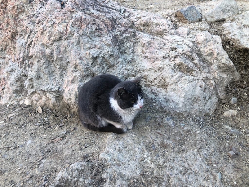 گربه در کوه